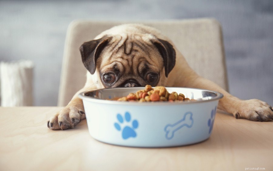 Gyllene regler för att mata din hund