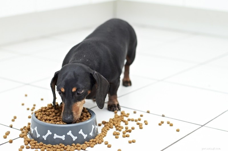Gyllene regler för att mata din hund