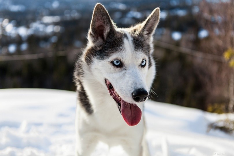 150+ pojkhundsnamn för din hanhund – unika och populära idéer