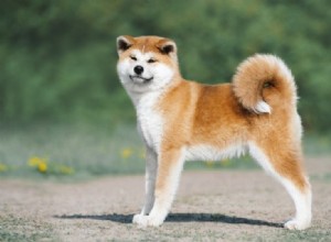 Plus de 150 noms de chiens japonais avec signification :idées traditionnelles et uniques