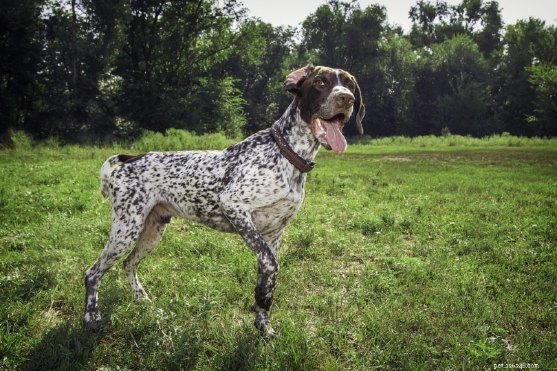 150+ pojkhundsnamn för din hanhund – unika och populära idéer