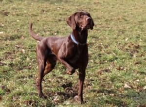 Plus de 150 noms de chiens géniaux :noms populaires et les mieux classés en 2022