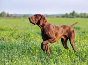 150以上の狩猟犬の名前：あなたの子犬のためのタフで激しい名前 