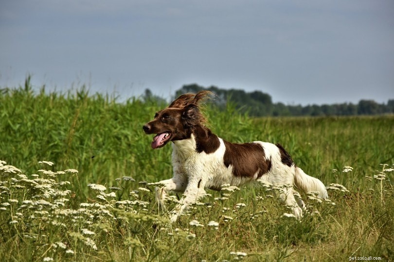 Plus de 150 noms de chiens de chasse :noms durs et féroces pour votre chiot
