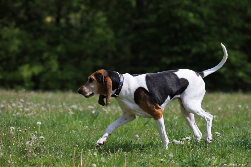 150+ namen van jachthonden:stoere en felle namen voor je pup