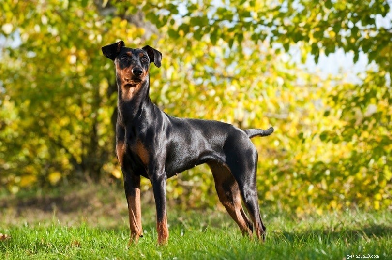 Plus de 500 noms de chiens allemands avec des significations de A à Z :idées pour hommes et femmes