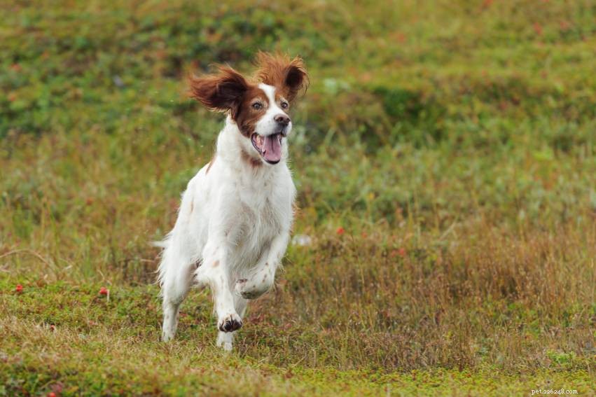 Plus de 150 noms de chiens amusants :idées hilarantes pour chiens, chiots et animaux de compagnie