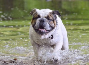 150以上の面白い犬の名前：犬、子犬、ペットのための陽気なアイデア