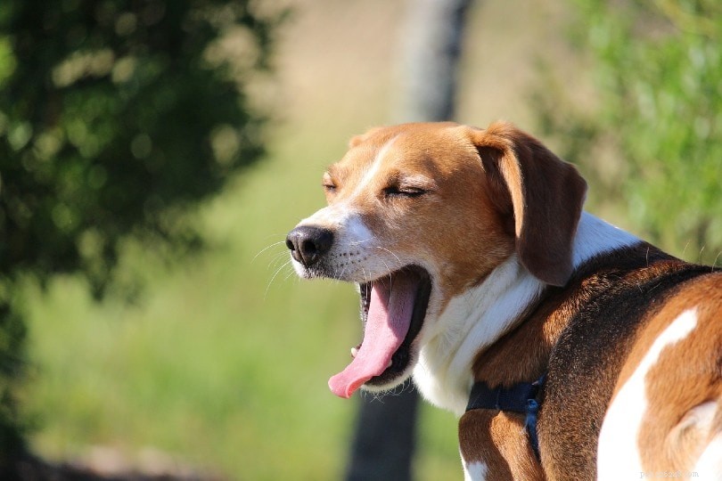 Plus de 150 noms de chiens amusants :idées hilarantes pour chiens, chiots et animaux de compagnie