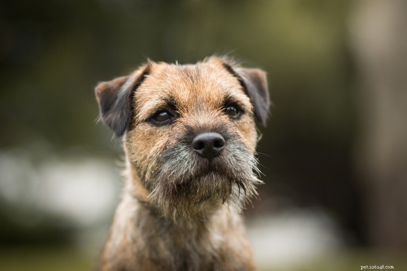 Mais de 150 nomes de cães Border Terrier:as melhores ideias únicas, fofas e divertidas