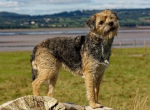 Mais de 150 nomes de cães Border Terrier:as melhores ideias únicas, fofas e divertidas