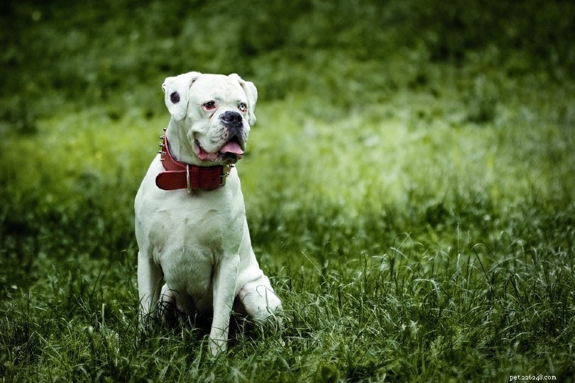 150+ jmen boxerských psů:Jedinečné a oblíbené nápady