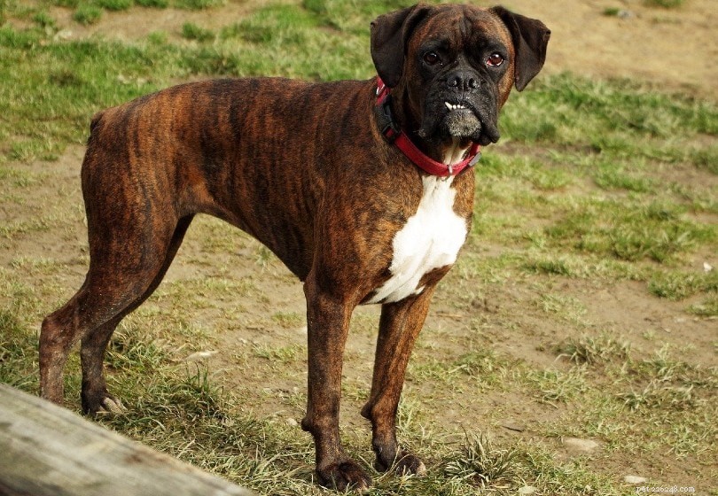 150+ boxerhundsnamn:unika och populära idéer