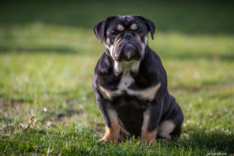 150+ Bulldog-namn:Djärva, vackra och bästa idéer för din bulldog