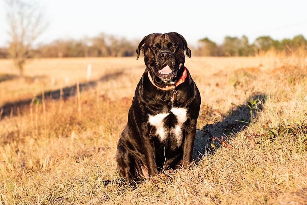 150+ Bulldog-namn:Djärva, vackra och bästa idéer för din bulldog