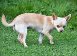 Plus de 150 noms de chiens Chihuahua :Idées mignonnes et populaires 2022