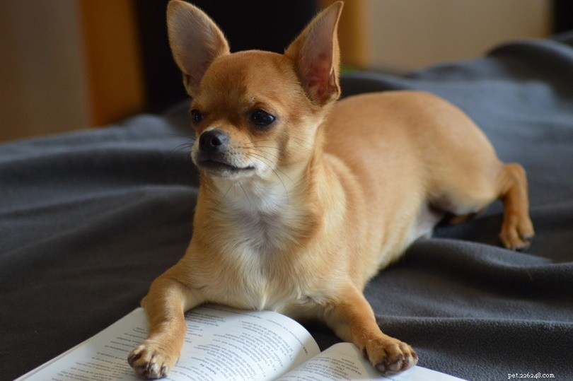 Mais de 150 nomes de cachorros Chihuahua:ideias fofas e populares para 2022