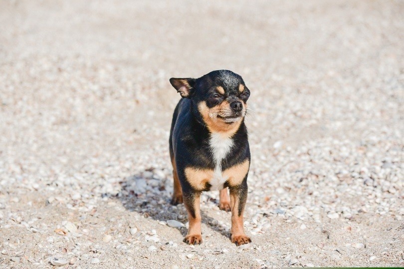 Plus de 150 noms de chiens Chihuahua :Idées mignonnes et populaires 2022