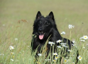 Mais de 150 nomes de cadelas:ideias divertidas, ferozes e fabulosas para cachorrinhas