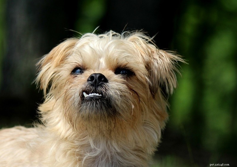 Più di 150 nomi di cani femminili:idee per cani femmine divertenti, feroci e favolose