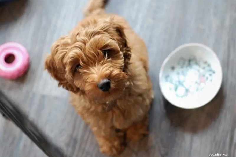 350+ nomi di cani carini:le migliori idee minuscole, morbide e adorabili