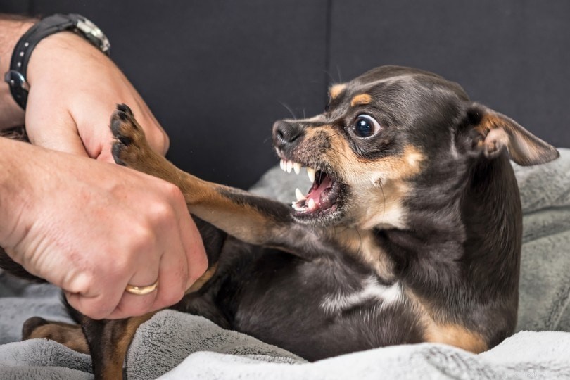 Agressivité provoquée par la frustration chez les chiens