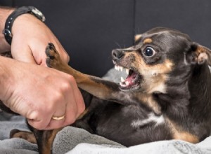 Agressão provocada por frustração em cães