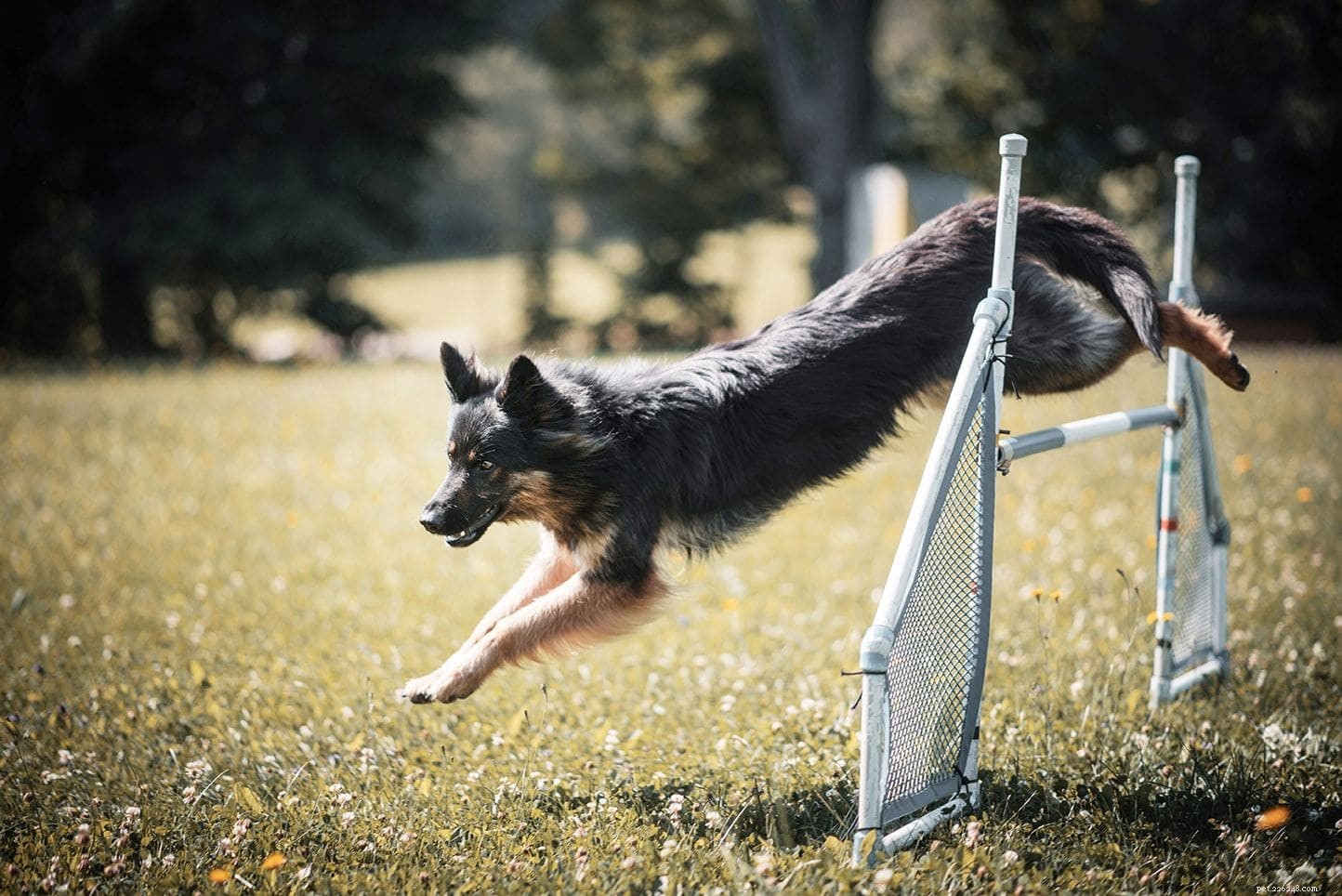 Come addestrare un cane a saltare (4 tecniche)