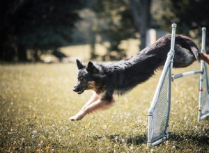 犬をジャンプさせる訓練方法（4つのテクニック） 