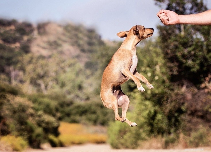 Een hond leren springen (4 technieken)