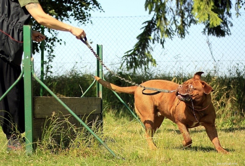 犬をジャンプさせる訓練方法（4つのテクニック） 