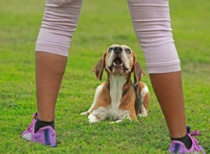 犬に横になるように教える方法：3つの簡単な方法 