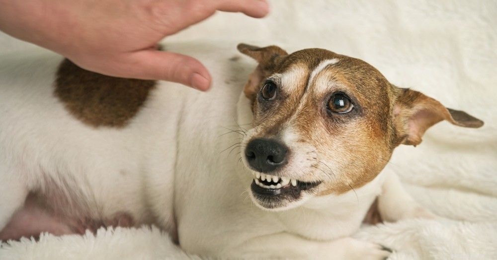 Pijn veroorzaakte agressie bij honden – Tekenen en oplossingen