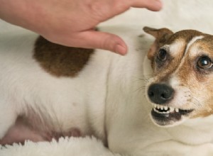 개의 통증 유발 공격성 – 징후 및 해결책