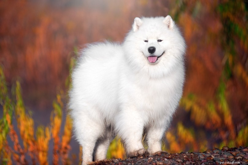 Mais de 150 nomes de cachorros brancos maravilhosos