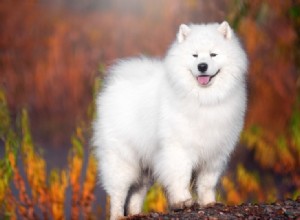 Mais de 150 nomes de cachorros brancos maravilhosos