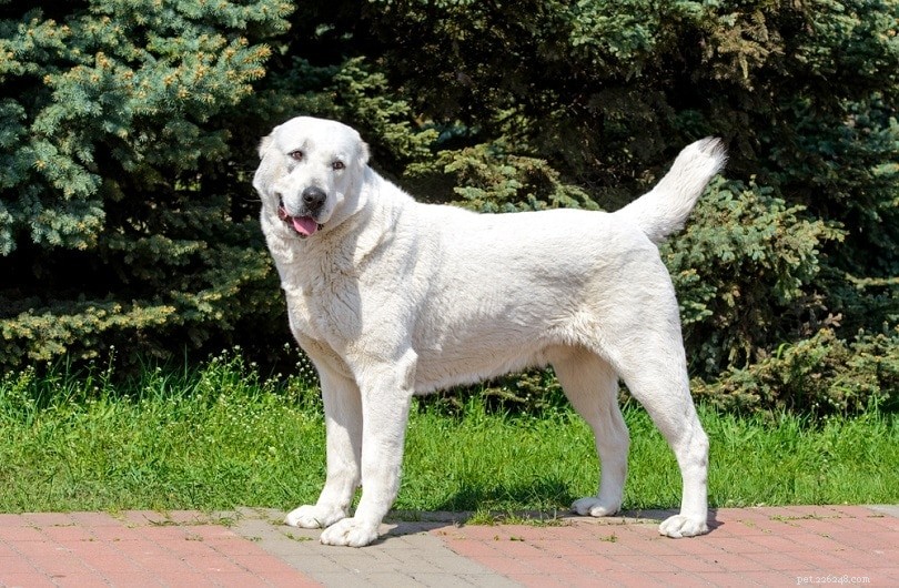 150+ prachtige witte hondennamen