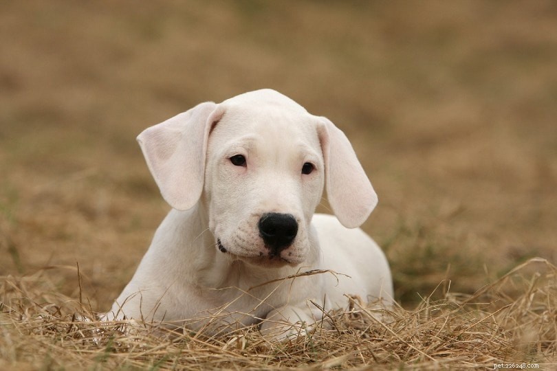 150+ prachtige witte hondennamen
