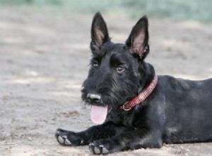 Plus de 150 noms de chiens écossais :idées féminines et masculines ayant une signification