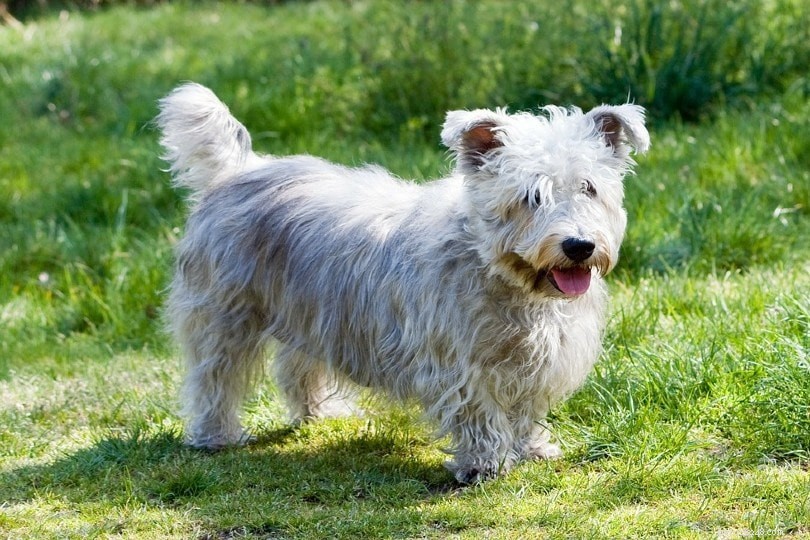 150+ шотландских кличек собак:женские и мужские имена со значениями