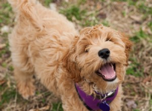 意味のある150以上のユニークな雌犬の名前 