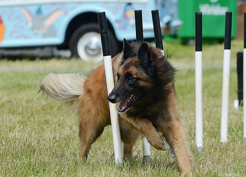 犬の敏捷性トレーニング101：完全ガイド 