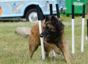 犬の敏捷性トレーニング101：完全ガイド 