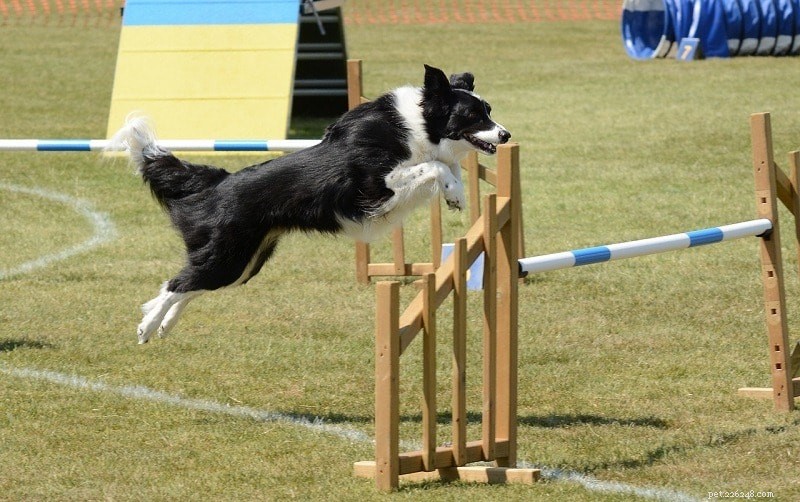 Trénink agility psů 101:Kompletní průvodce