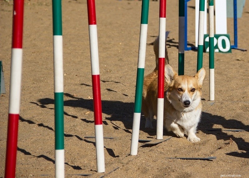 Treinamento de agilidade canina 101:o guia completo
