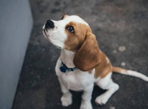 Éducation comportementale des chiens :un guide complet
