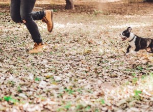 Suivre les problèmes chez les chiens :conseils pour les résoudre !