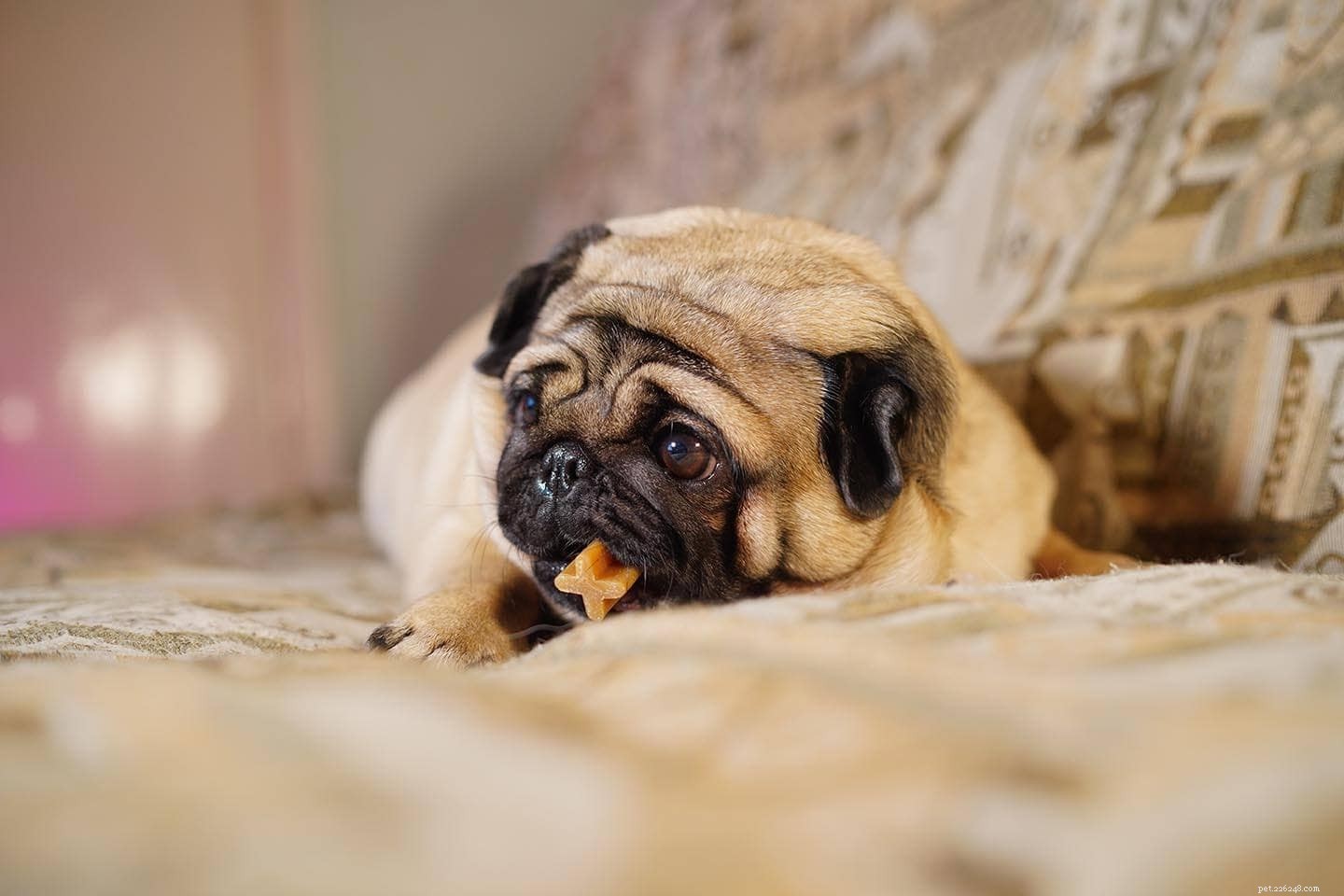 なぜあなたの犬はすべてを噛んでいるのか–そして何をすべきか！ 