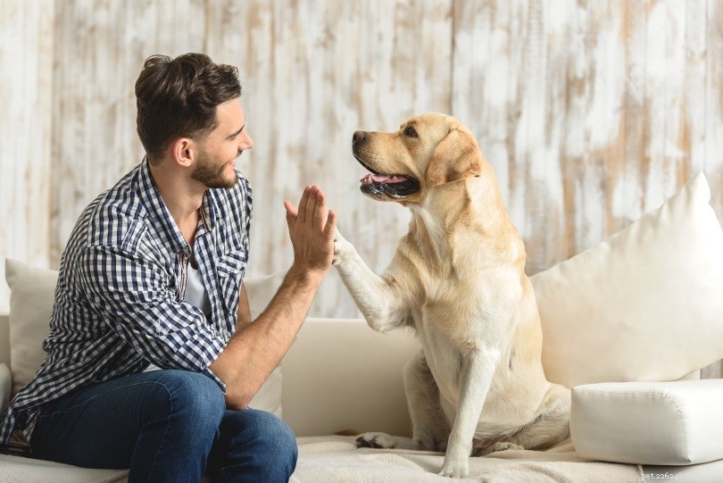 Hoe u uw hond traint om te komen wanneer hij wordt geroepen