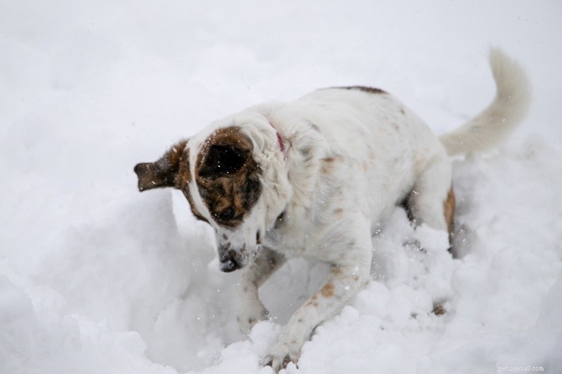 犬と掘り–原因とそれを止める方法！ 